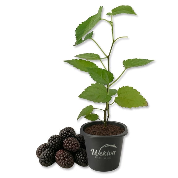 Mojo Berry Mulberry Tree - 1 Live Starter Plant - Morus Rotundiloba - Edible Fruit Tree for The Patio and Garden