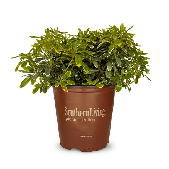 Southern Living Mojo Pittosporum Live Shrub in 2-Gallon Grower Pot