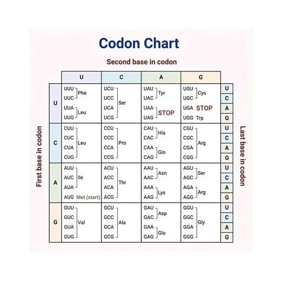 Molecular Biology Study Chart Genetic Code and Amino Acids Codon Table ...