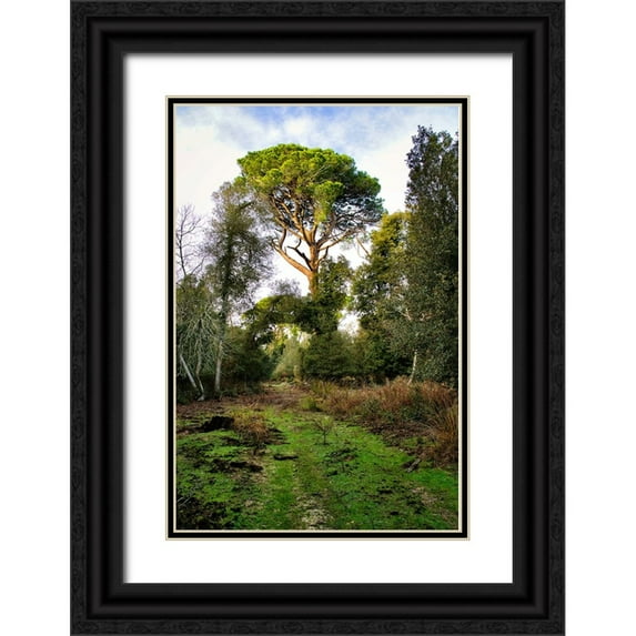 Molinari, Michele 17x24 Black Ornate Wood Framed with Double Matting Museum Art Print Titled - Italy-Riserva Naturale di Massaciuccoli San Rossore-protected coastal forest in Tuscany