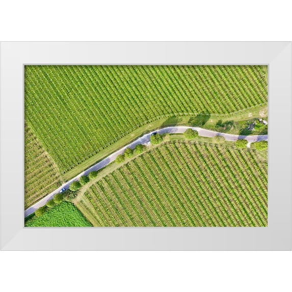 Molinari, Michele 24x17 White Modern Wood Framed Museum Art Print Titled - Italy-Valpolicella vineyards