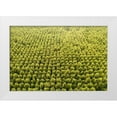 thumbnail image 1 of Molinari, Michele 32x23 White Modern Wood Framed Museum Art Print Titled - Italy-poplar trees plantation for paper pulp production, 1 of 4