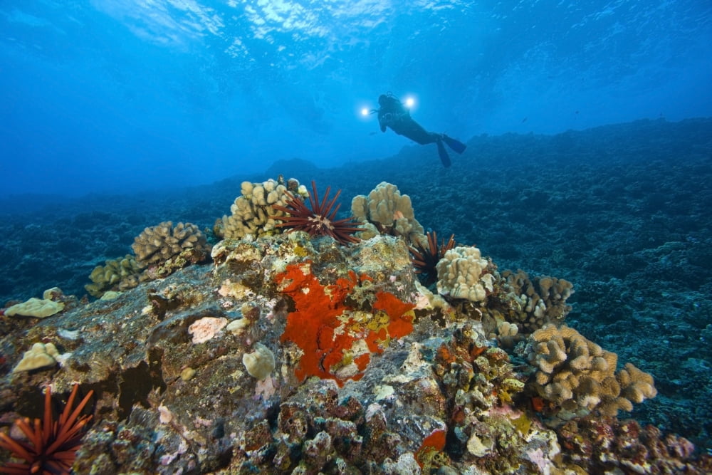 Molokini Crater Maui Hawaii Usa A Single Scuba Diver Canvas Art - Stuart Westmorland Design Pics (36 x 24)