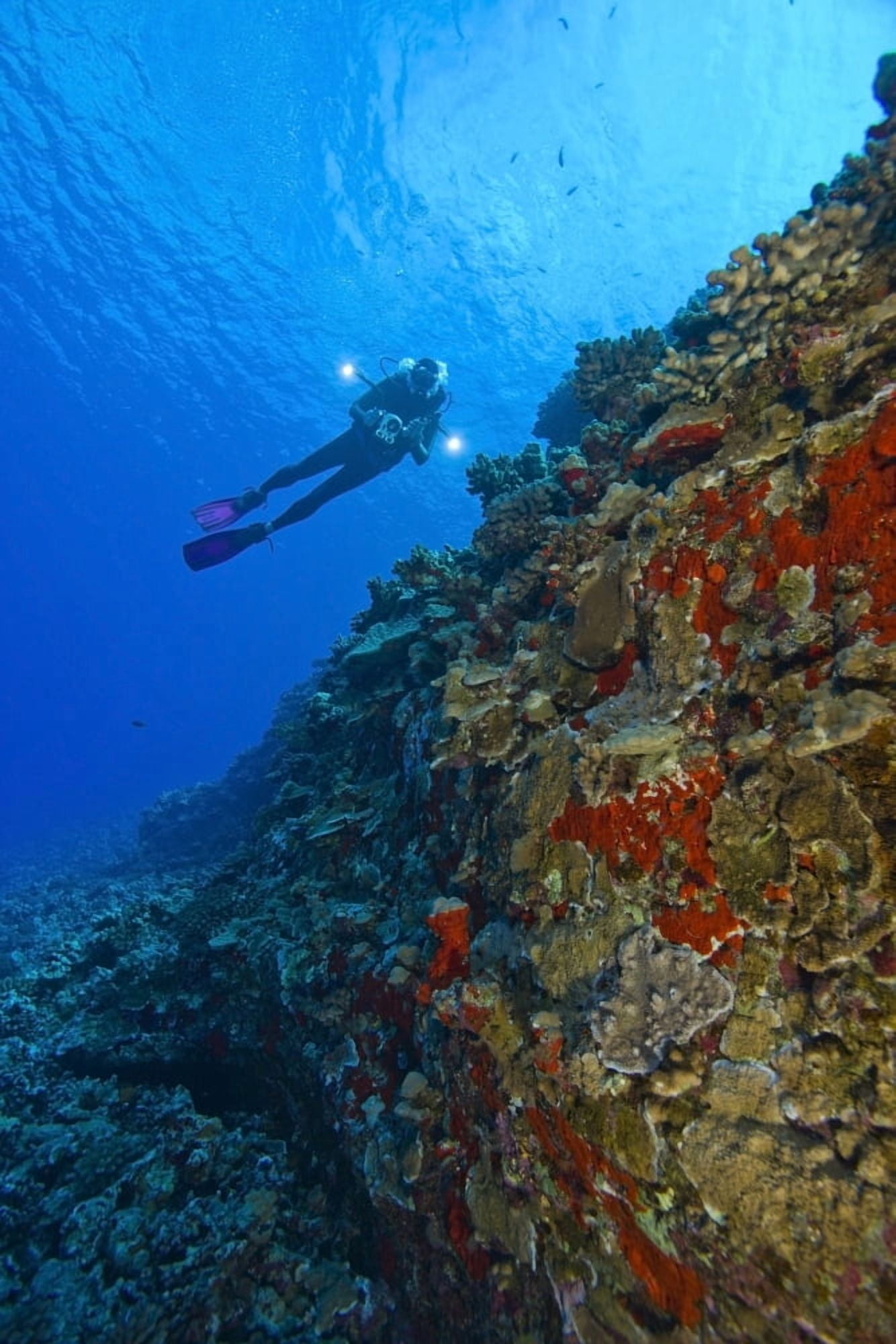 Molokini Maui Hawaii Usa Scuba Diver At A Volcanic Crater Canvas Art - Stuart Westmorland Design Pics (24 x 36)