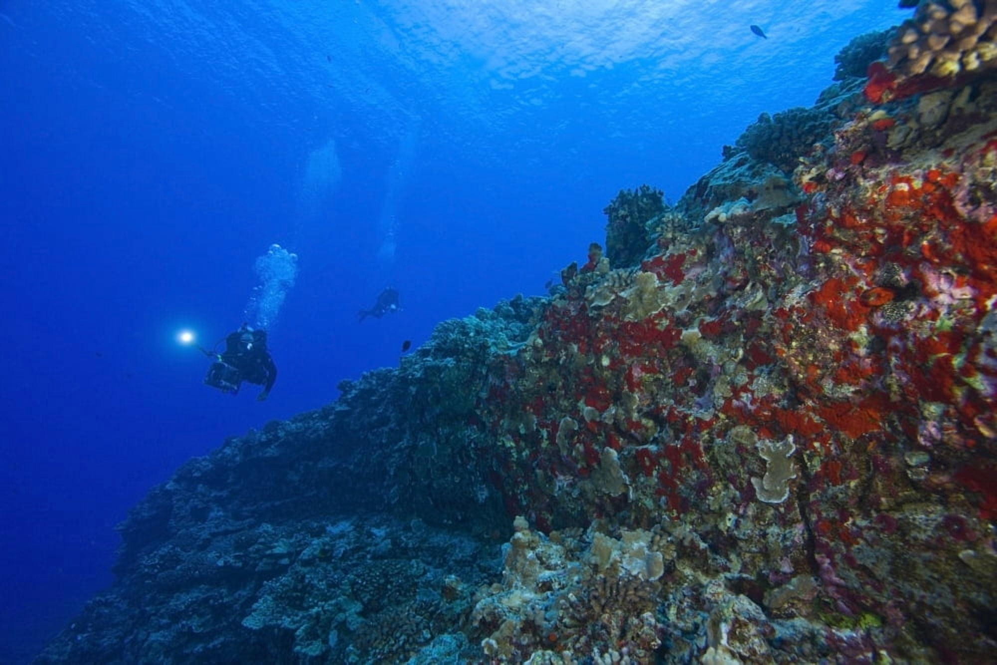 Molokini Maui Hawaii Usa Scuba Diver With A Video Camera At A Volcanic Crater And Red Sponges ( Porifera) Canvas Art - Stuart Westmorland Design Pics (18 x 12)
