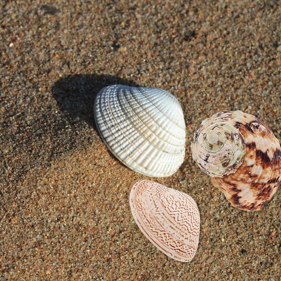 Moluckfu 1Set Natural Shell Set Assorted Color Aquarium Shell Decor for Freshwater and Saltwater Tanks