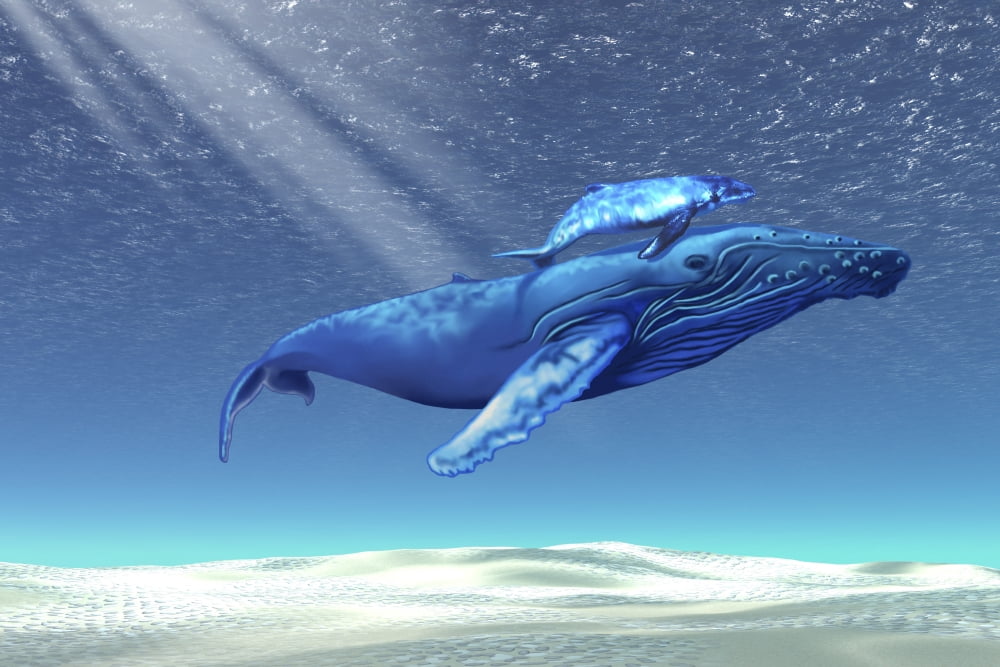 Mom and baby humpback whales swim through clear tropical waters Canvas Art - Corey FordStocktrek Images (35 x 23)