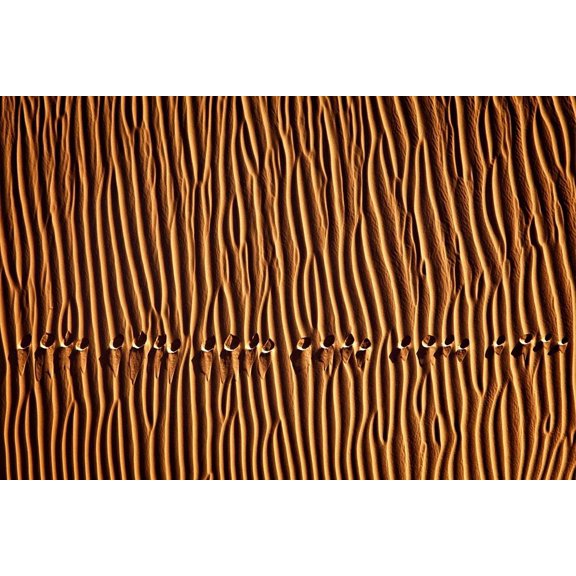 Momeni - Foot Print III Poster Print by 1X 1X (36 x 24) # XI438A