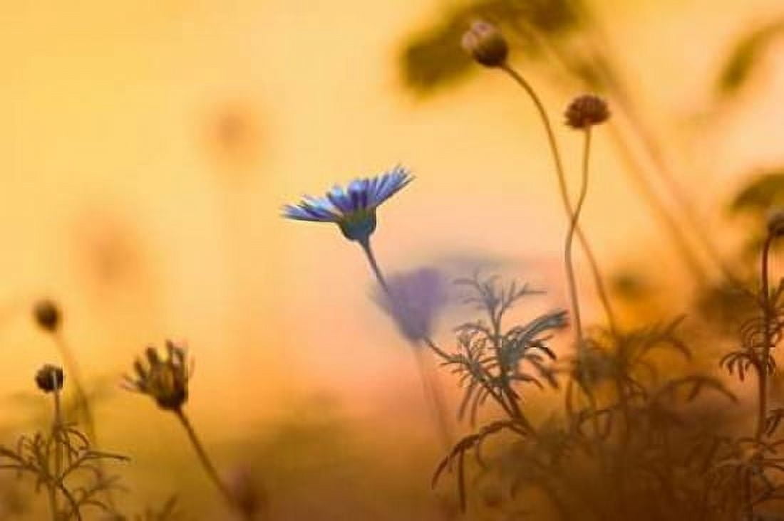Moments of summer Canvas Art - Kirsten Riedt (20 x 28)