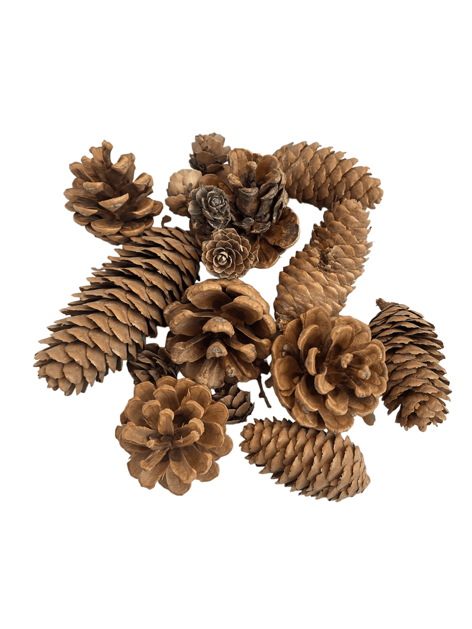 Momentum Brand Happy Holiday Christmas 15 Pieces Natural Pine Cone Original Natural Color; 1"2.
