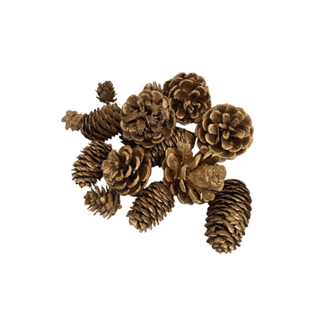 Momentum Brand Happy Holiday Christmas 15 Pieces Natural Pine Cone Painted in Gold Color; 1"~2.5"