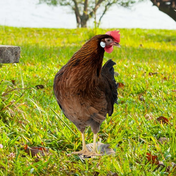 Momihoom Chicken Decorative Garden Stakes Yard Art Decor Realistic Lifelike Animal Stakes for Lawn Landscape Pathway Farm