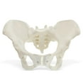 thumbnail image 1 of MonMed | Female Pelvis Model Hip Model – Pelvic Model Female Anatomical Model, 1 of 2