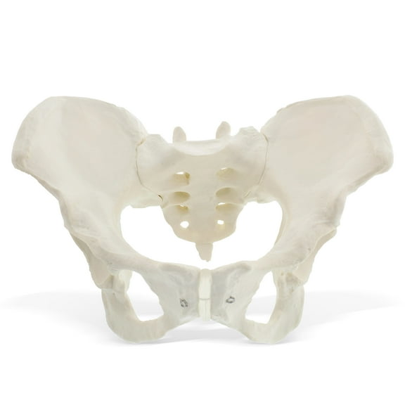MonMed | Female Pelvis Model Hip Model Pelvic Model Female Anatomical Model