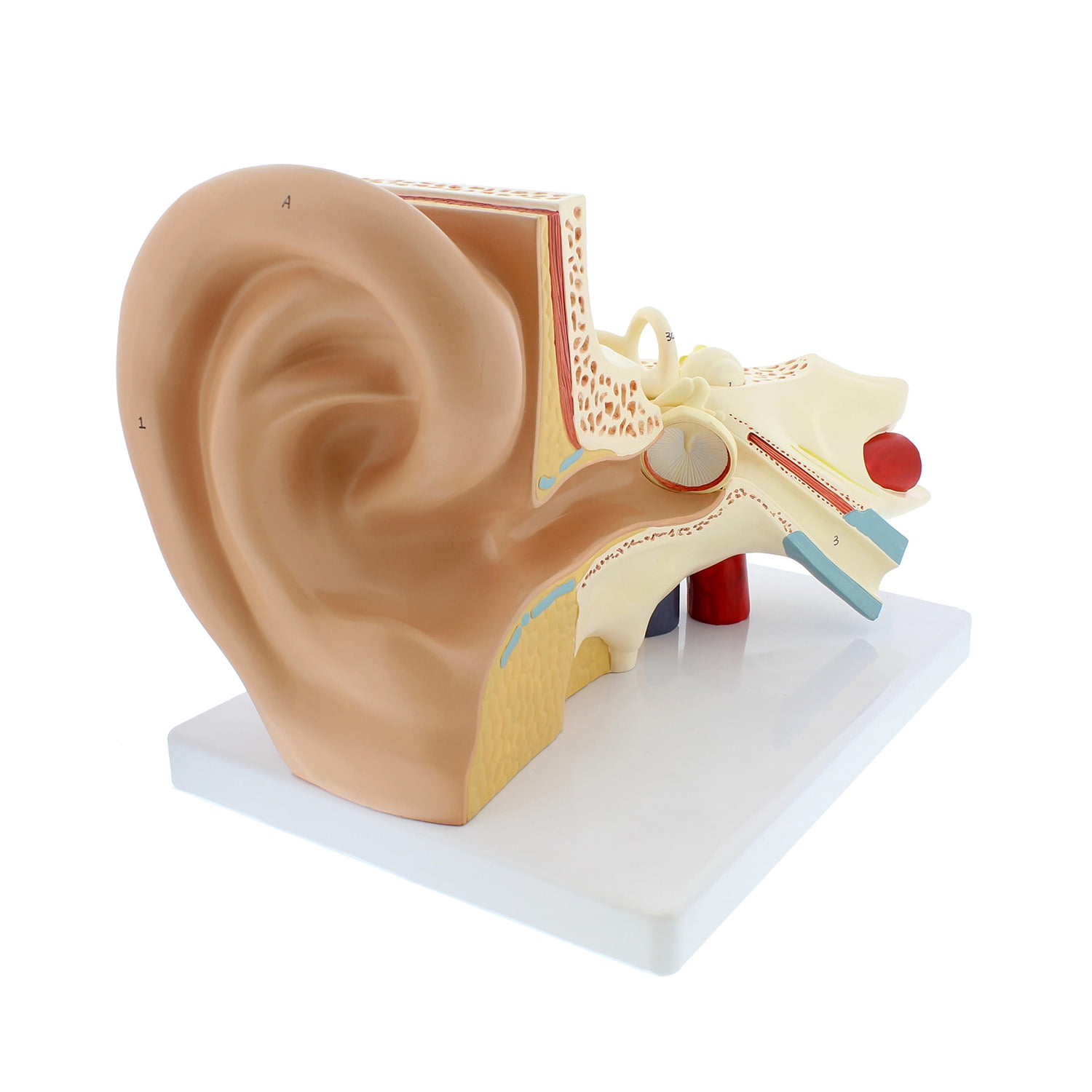 MonMed Human Ear Model Anatomy 3D Model of Ear Display with Base 3