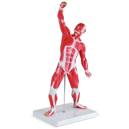 MonMed | Human Muscle Model – 20” Inch Mini Muscle Figure Muscular System Model