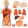 thumbnail image 1 of MonMed | Human Torso Model – 17” Inch Human Body Model Removable Organs, 1 of 2