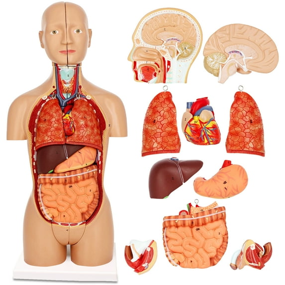 MonMed | Human Torso Model – 17” Inch Human Body Model Removable Organs