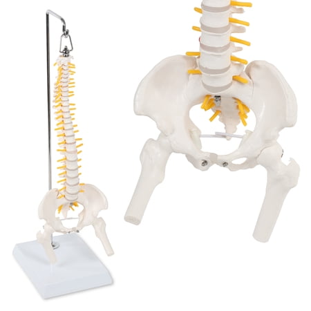 MonMed | Mini Vertebral Column Model w/ Pelvis – Flexible Spine Model with Stand