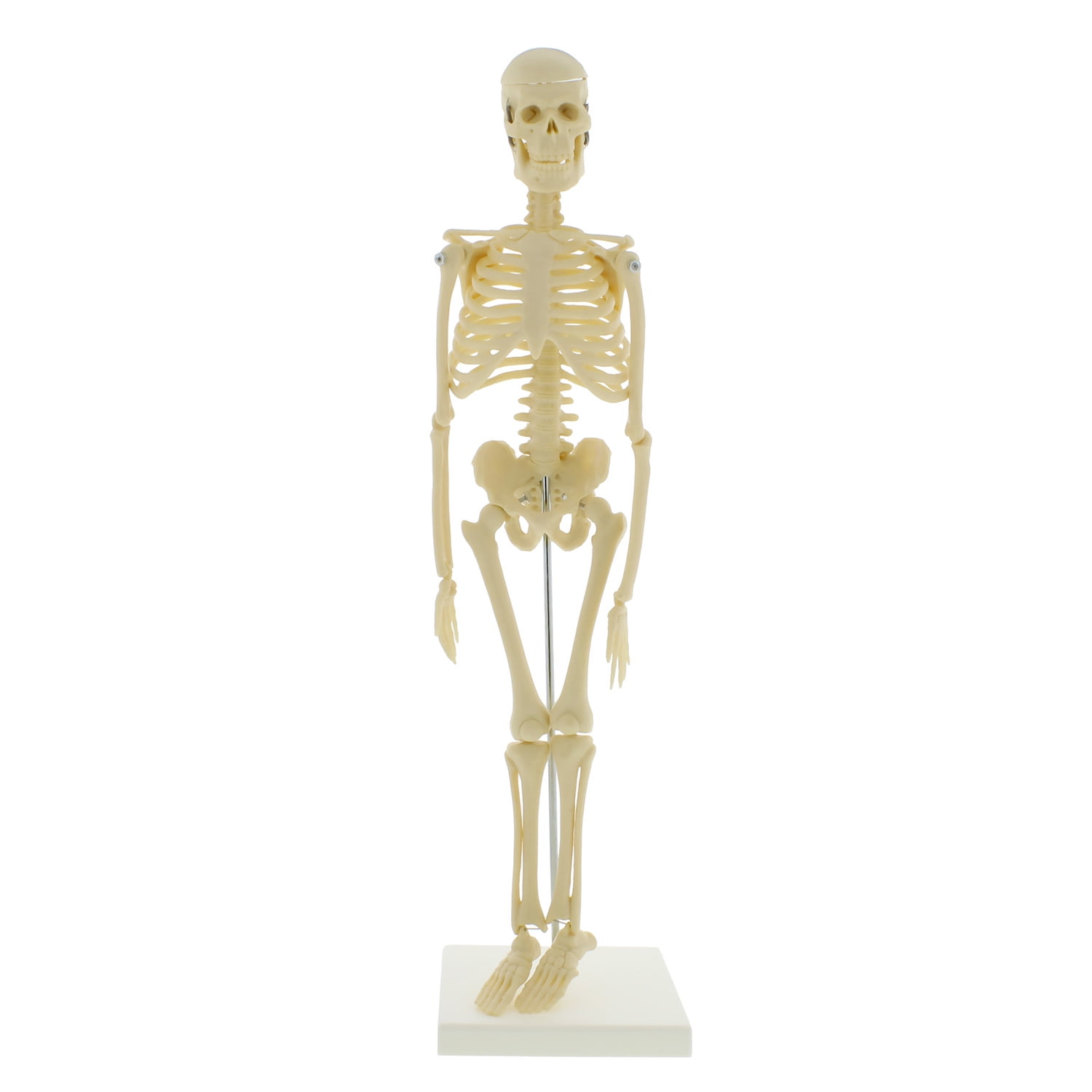 MonMed Skeleton - Human Skeleton Model for Anatomy Anatomical Skeleton ...