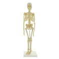 thumbnail image 1 of MonMed Skeleton - Human Skeleton Model for Anatomy Anatomical Skeleton 17” Inch, 1 of 2