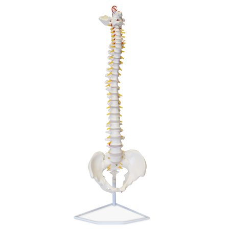 MonMed | Vertebral Column Model & Spinal Nerves, Flexible Spine Model with Stand