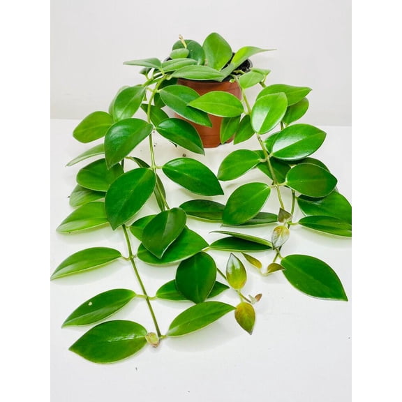 Mona Lisa Lipstick Aeschynanthus Radicans - Live Air-Purifying Indoor Plant in Nursery Pot – Easy Care, Low Maintenance Houseplant for Home & Office Decor, Natural Air Cleaner, Best for Beginners