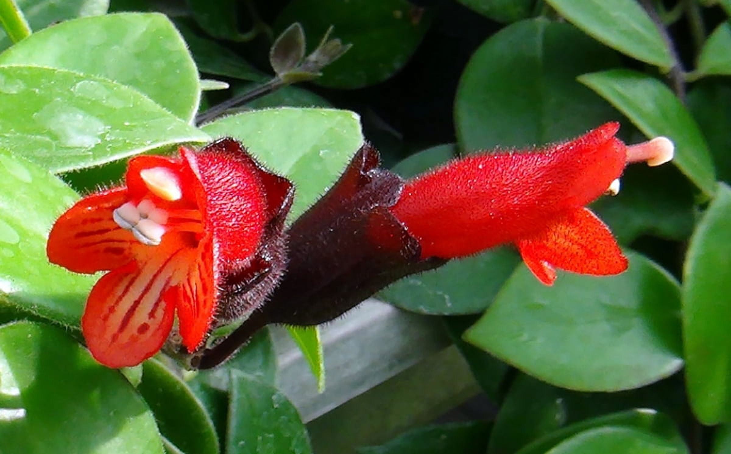 Mona Lisa Lipstick Plant