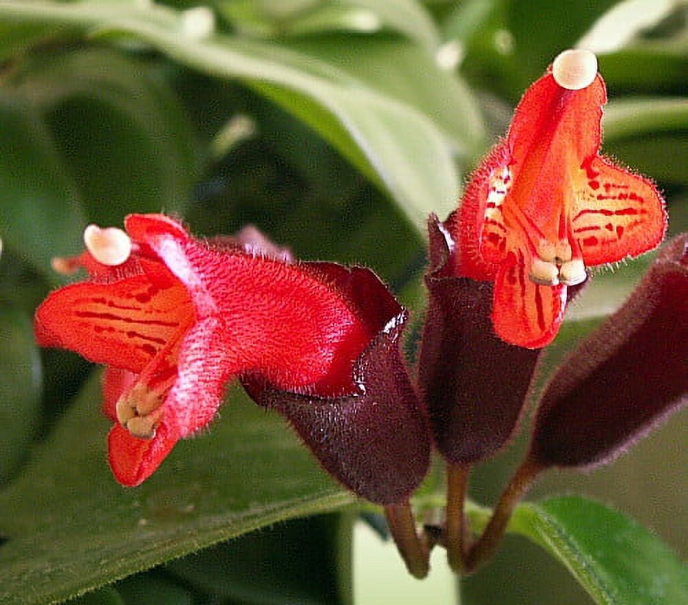 Mona Lisa Lipstick Plant 6" Pot Aeschynanthus