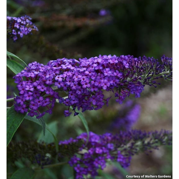 Monarch Blue Knight Butterfly Bush - 2 Gallon Perennial