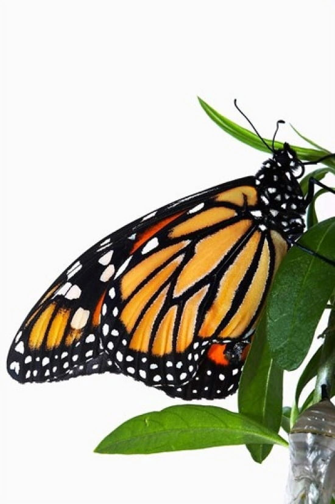 Monarch Butterfly Canvas Art - David Wall DanitaDelimont (12 x 17)