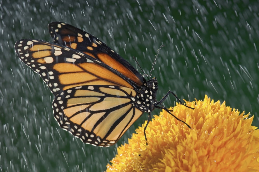 Monarch Butterfly (Danaus Plexippus) In Rain On Sunflower Nova Scotia Canvas Art - Thomas Kitchin & Victoria Hurst Design Pics (17 x 11)