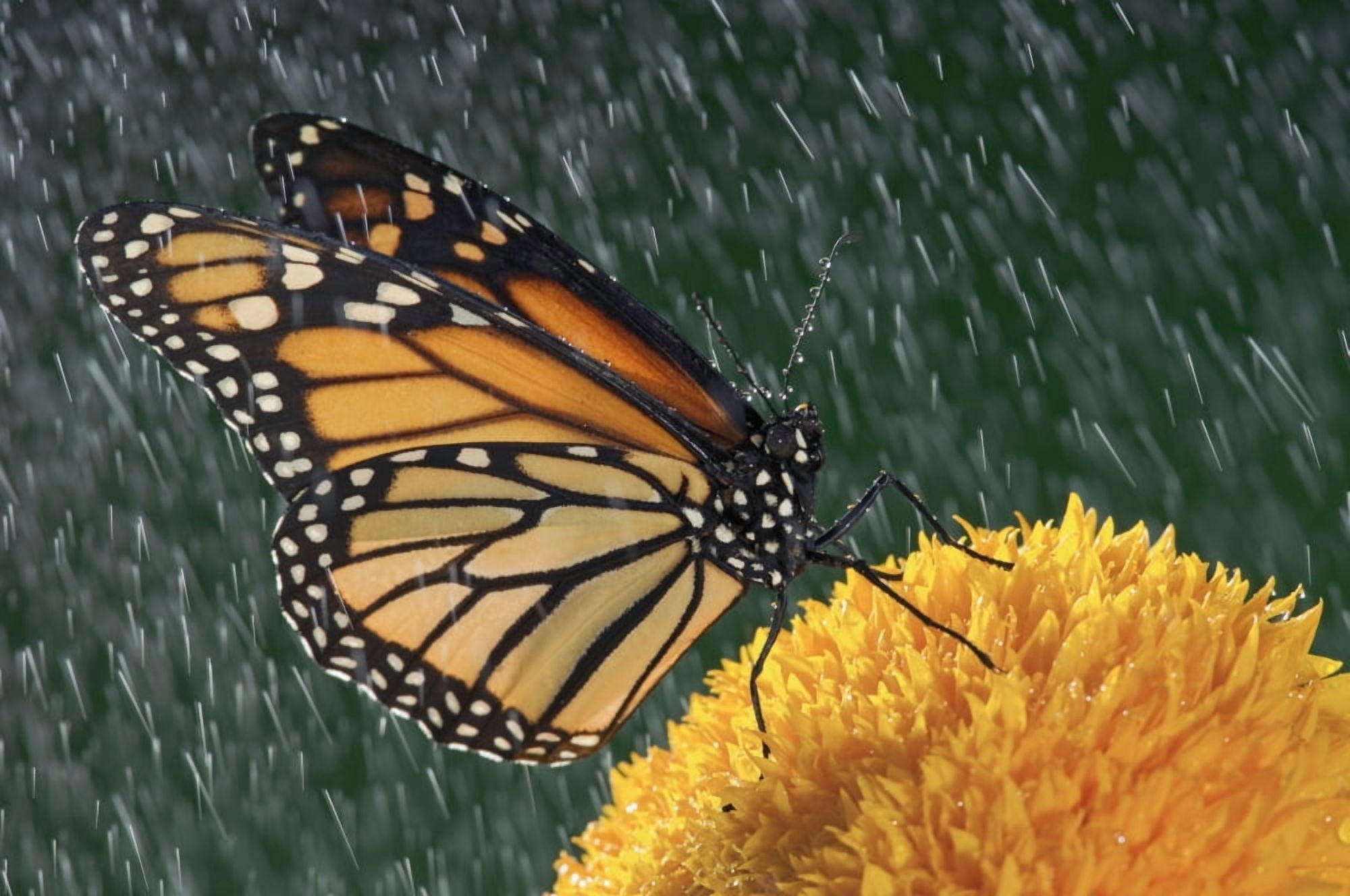 Monarch Butterfly (Danaus Plexippus) In Rain On Sunflower Nova Scotia Canvas Art - Thomas Kitchin & Victoria Hurst Design Pics (34 x 22)