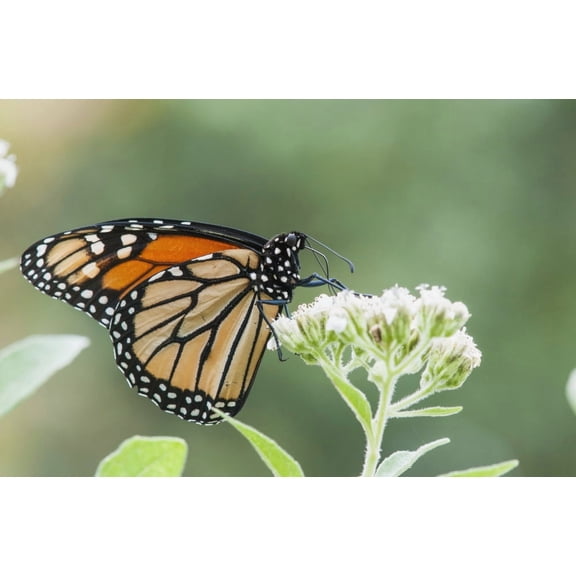 A Monarch Butterfly (Danaus Plexippus) Resting On Small White Flowers Vian Oklahoma United States Of America Canvas Art - Robert L Potts Design Pics (19 x 12)