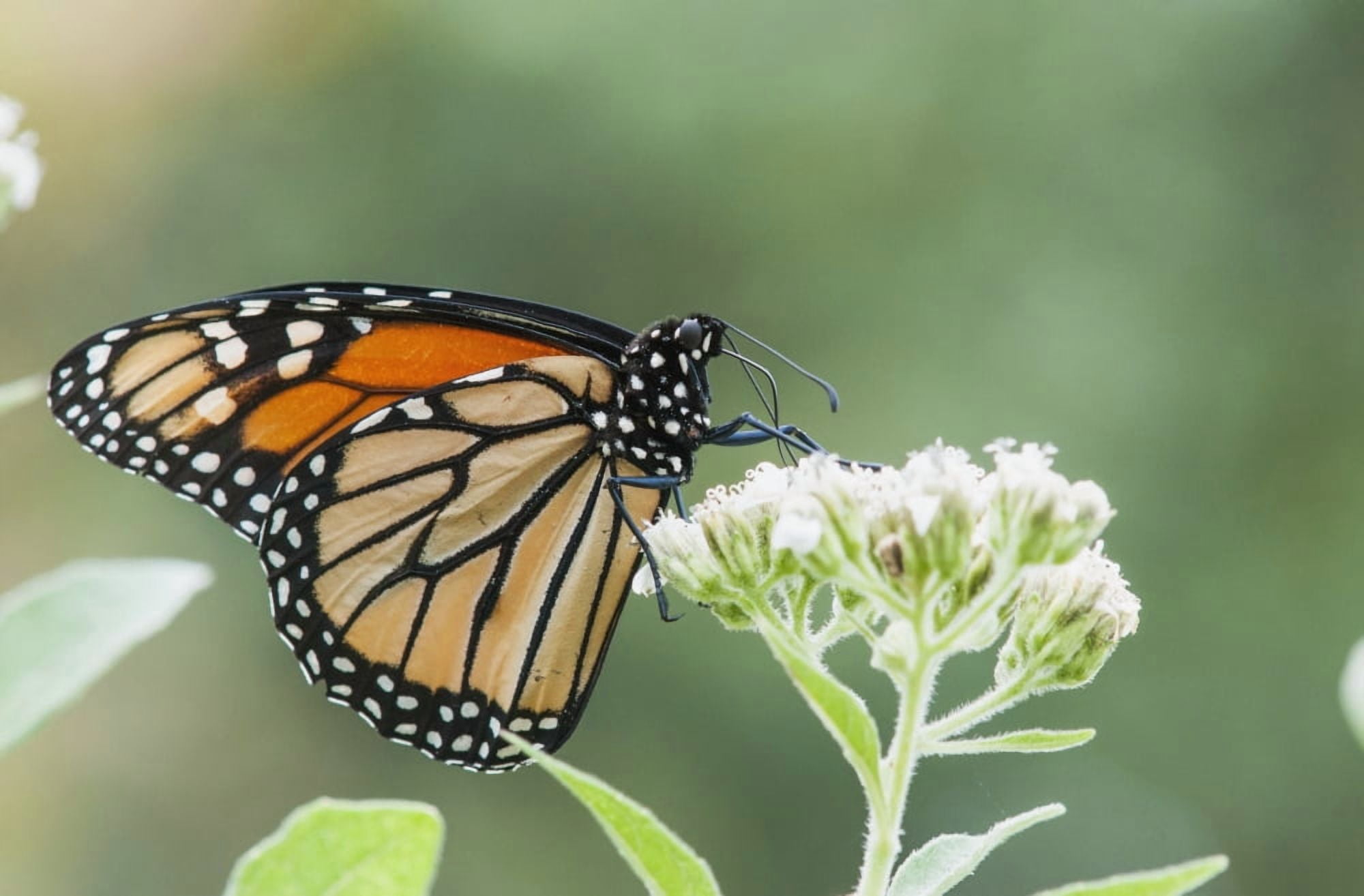 A Monarch Butterfly (Danaus Plexippus) Resting On Small White Flowers Vian Oklahoma United States Of America Canvas Art - Robert L Potts Design Pics (38 x 24)