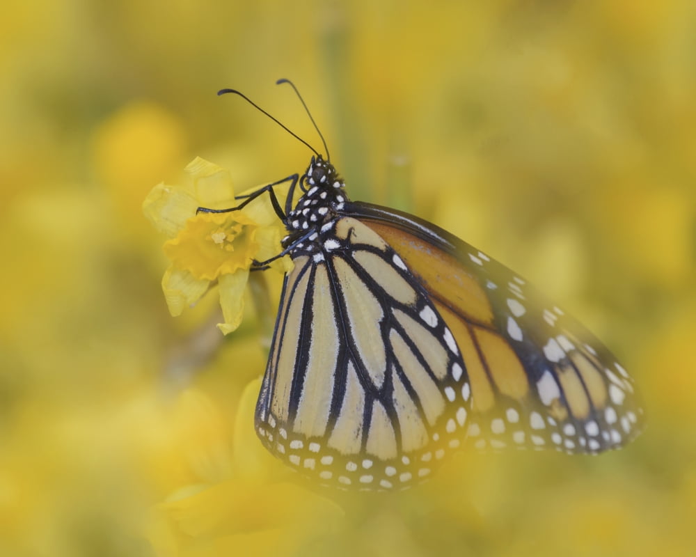 Monarch Butterfly (Danaus plexippus) on daffodil in spring garden Saskatoon Saskatchewan Canada Canvas Art - Rebecca Grambo Design Pics (17 x 13)