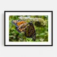 thumbnail image 1 of Monarch Butterfly on Daucus Carota - York Pennsylvania Photography Butterfly Insect Nature Wildlife Floral Garden Botanical Black Framed Wall Art Print 24 x 36 inches, 1 of 8