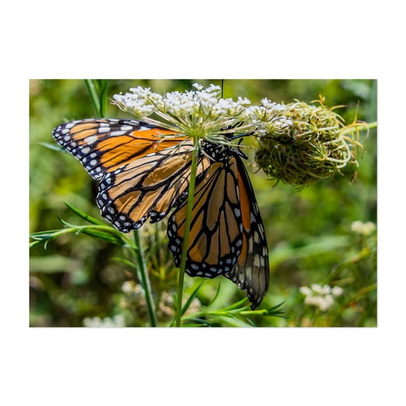 Monarch Butterfly on Daucus Carota - York Pennsylvania Photography Butterfly Insect Nature Wildlife Floral Garden Botanical Unframed Wall Art Print 4 x 6 inches