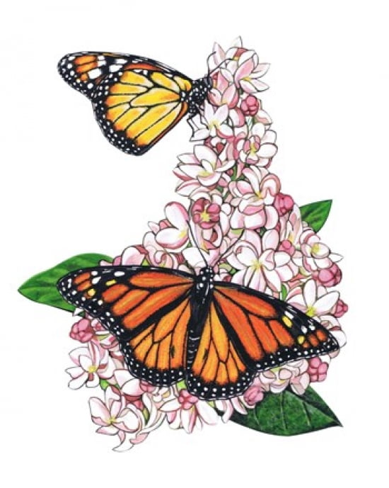 Monarch Butterfly-II Canvas Art - Marilyn Barkhouse (18 x 23)