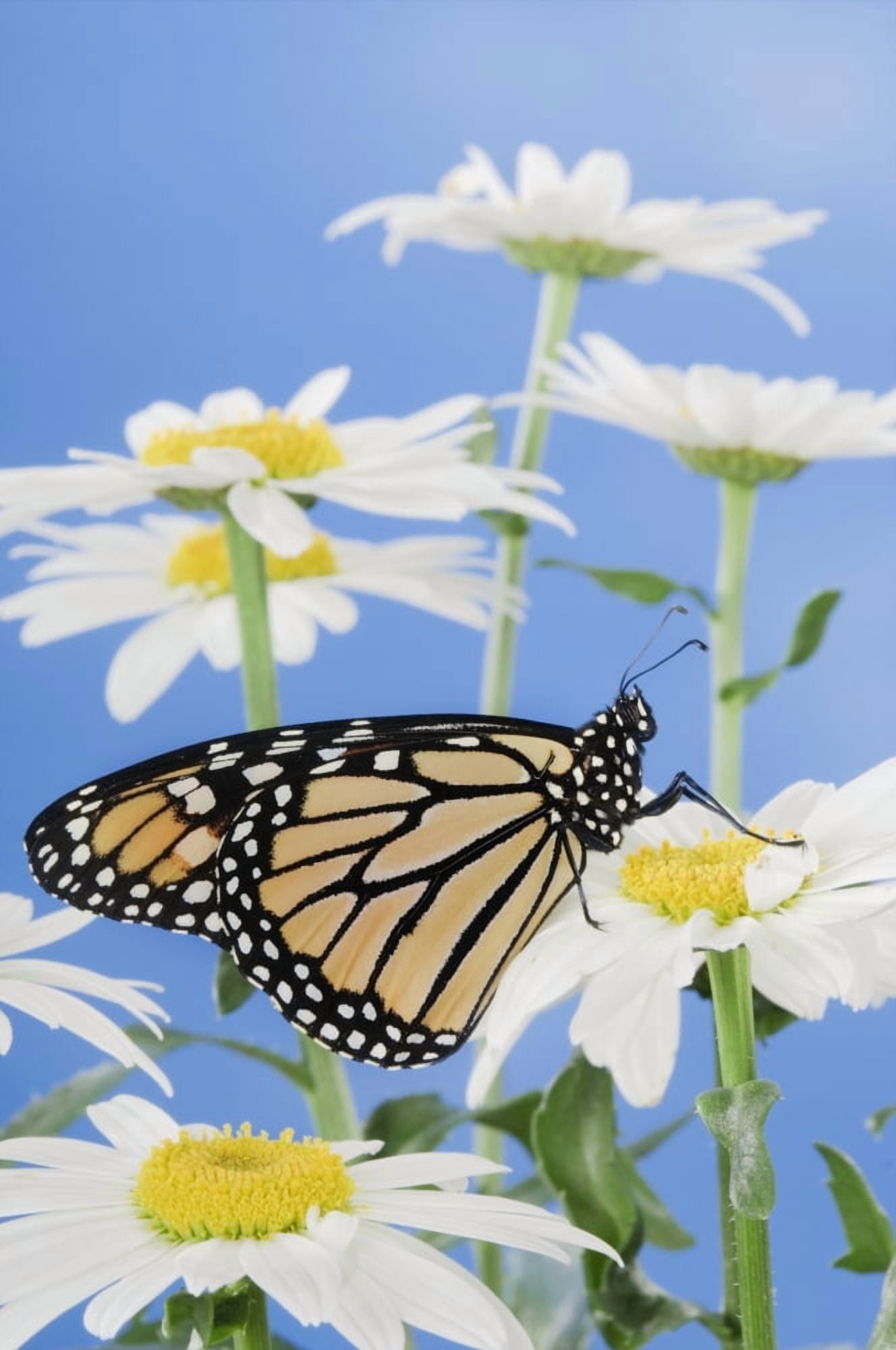 Monarch Butterfly In Daisies Canvas Art - Thomas Kitchin & Victoria Hurst Design Pics (11 x 17)