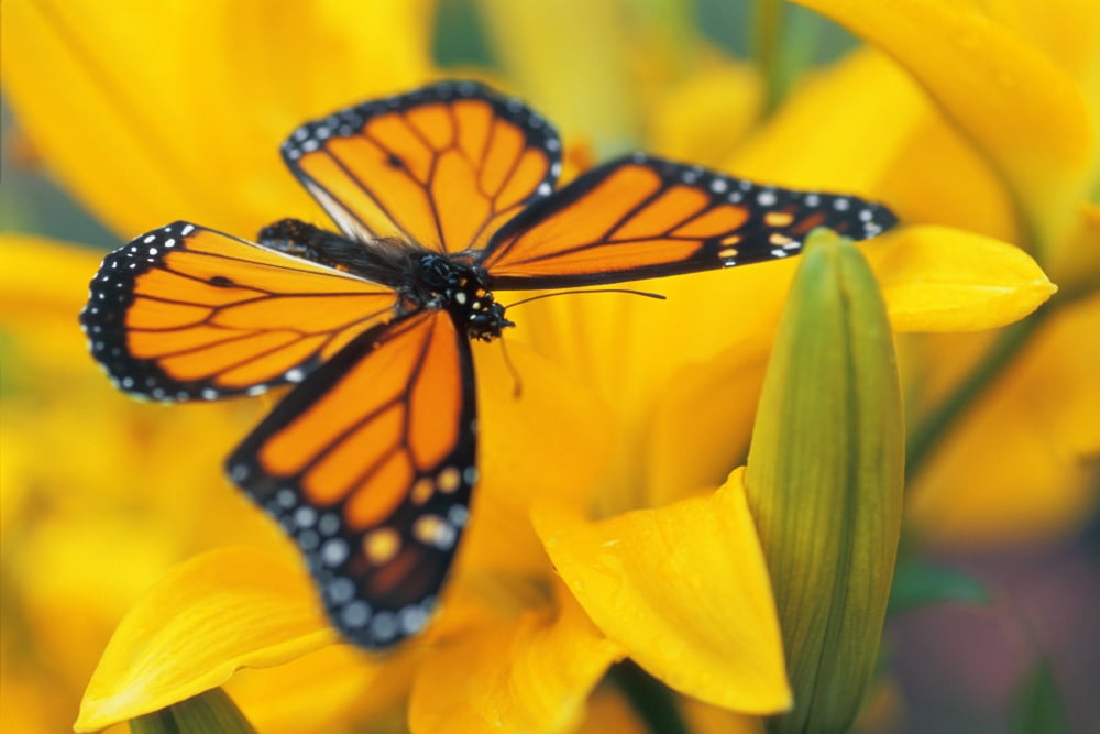 Monarch Butterfly On Flower Canvas Art - Don Hammond Design Pics (17 x 11)