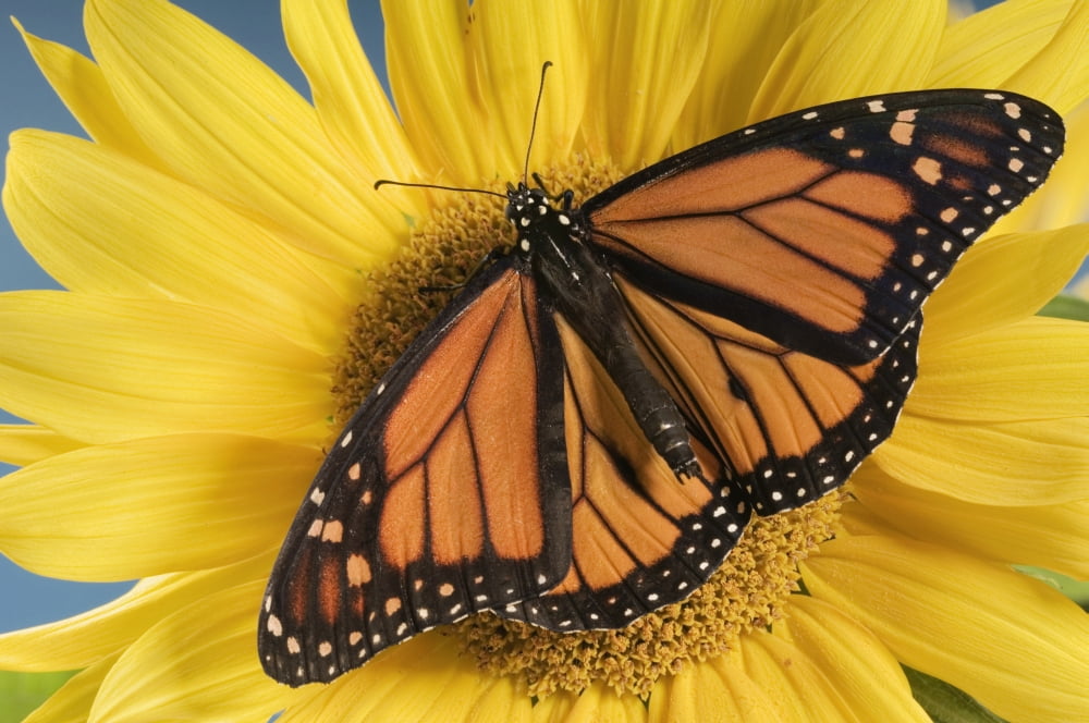 Monarch Butterfly On Sunflower Canvas Art - Thomas Kitchin & Victoria Hurst Design Pics (17 x 11)