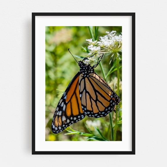 Monarch Butterfly on Queen Anne's Lace - York Pennsylvania Photography Butterfly Insect Nature Wildlife Floral Garden Botanical Black Framed Wall Art Print 12 x 18 inches