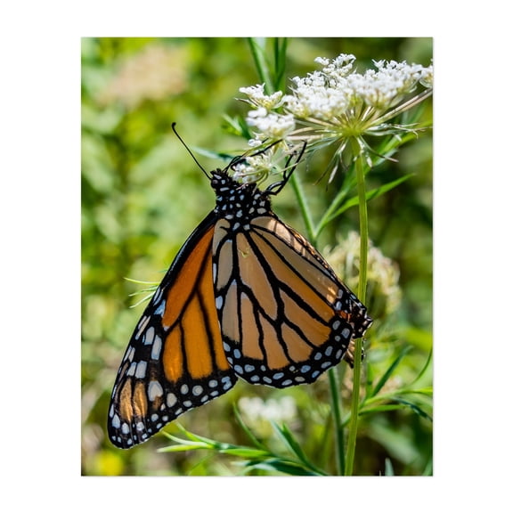 Monarch Butterfly on Queen Anne's Lace - York Pennsylvania Photography Butterfly Insect Nature Wildlife Floral Garden Botanical Unframed Wall Art Print 16 x 20 inches