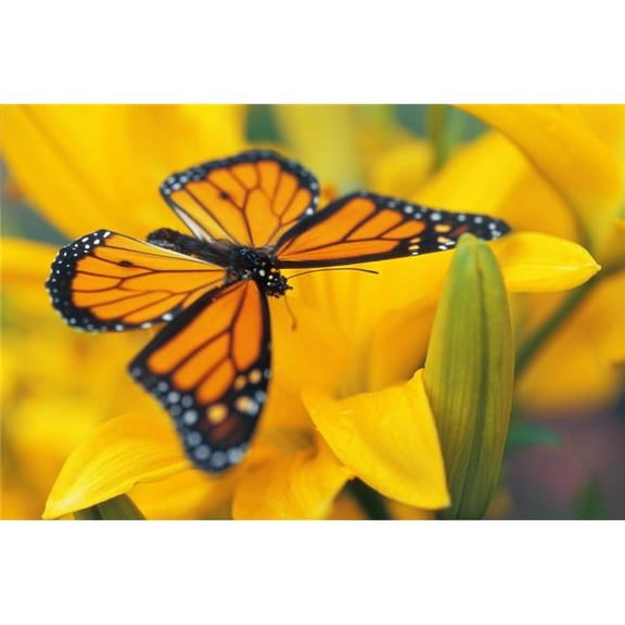 Monarch Butterfly on Flower Poster Print - 17 x 11 in.