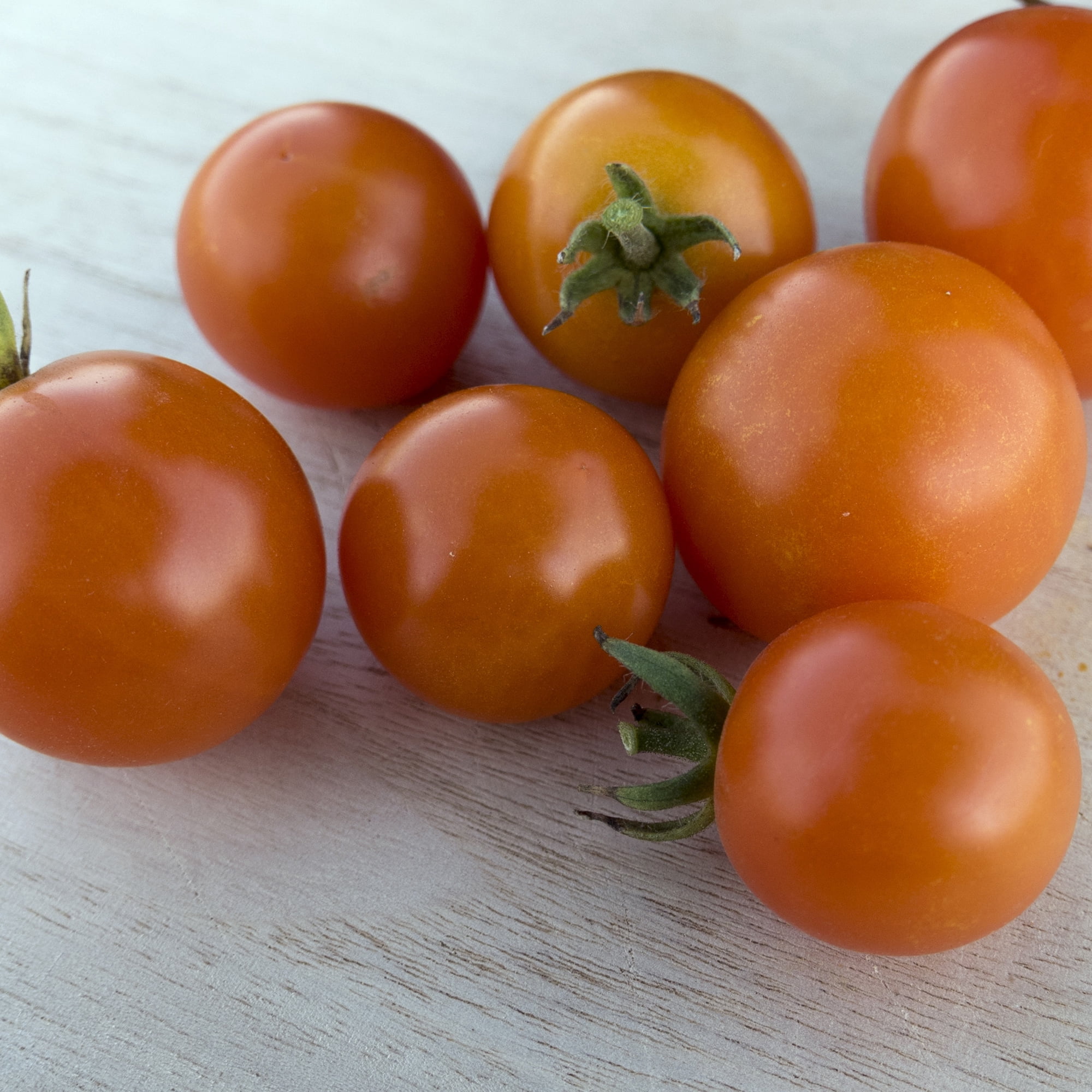Mountain Valley Seed Company Monarch F1 Hybrid Tomato Seeds