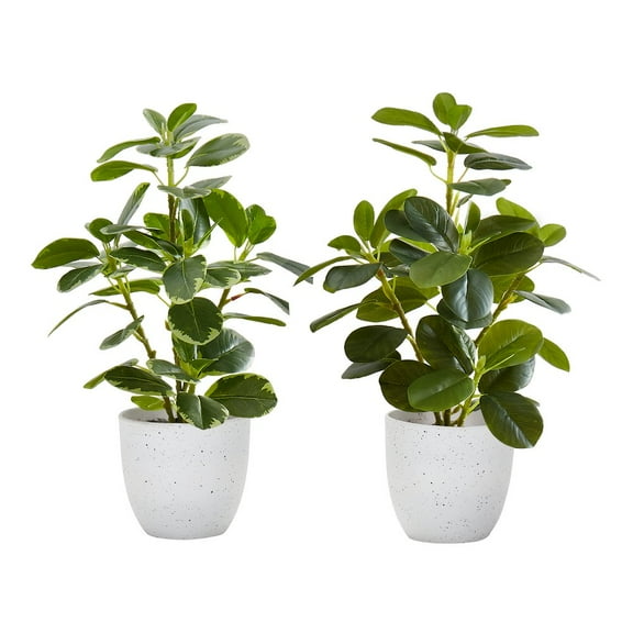 Monarch Artificial Plant, 14" Tall, Ficus, Indoor, Faux, Table, Greenery, Set Of 2