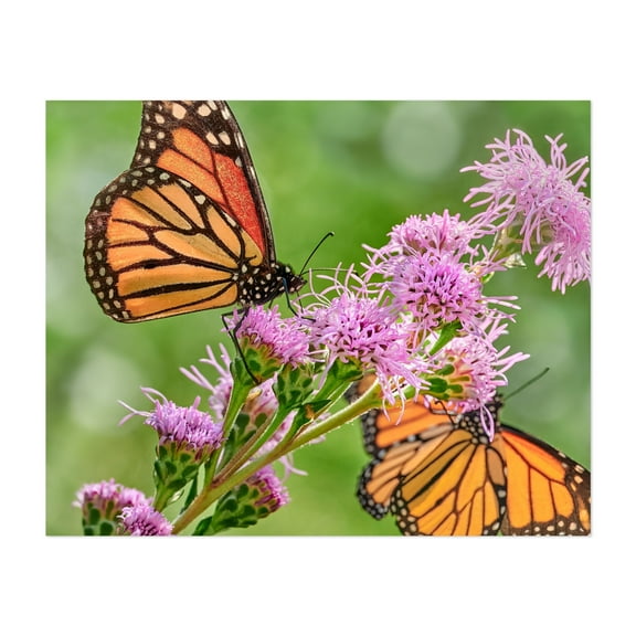 Monarch butterflies on Blazing Star - Photography Butterfly Insect Flowers Nature Floral Wildlife Botanical Unframed Wall Art Print 22 x 28 inches