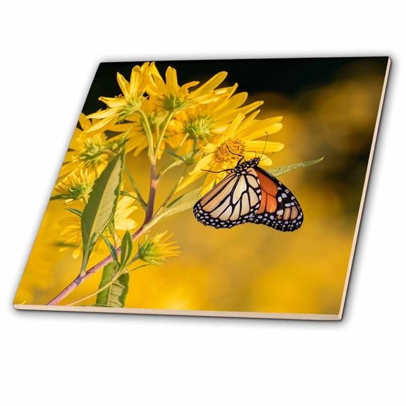 3dRose, Monarch butterfly on Butterweed. Prairie Ridge Natural Area, Illinois, 4 Inch Ceramic Tile