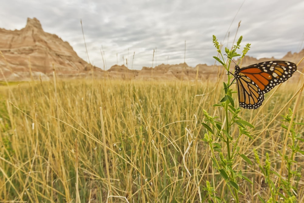 Monarch butterfly on a blade of grass at dawn in badlands national park south dakota usa Canvas Art - Robert Postma Design Pics (38 x 24)